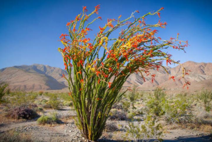 Bavispe Naturaleza Planta